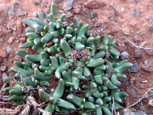 Hereroa herrei Schwantes