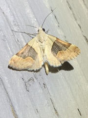 Hemeroplanis incusalis