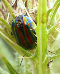 Chrysolina cerealis