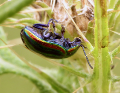 Chrysolina cerealis