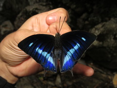 Polygrapha cyanea silvaorum