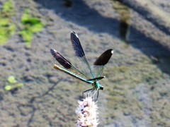 Calopteryx splendens amasina
