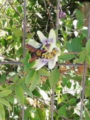 Xylocopa augusti