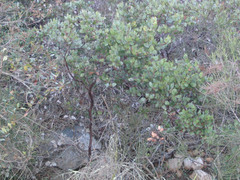 Arctostaphylos rainbowensis