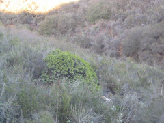 Arctostaphylos rainbowensis