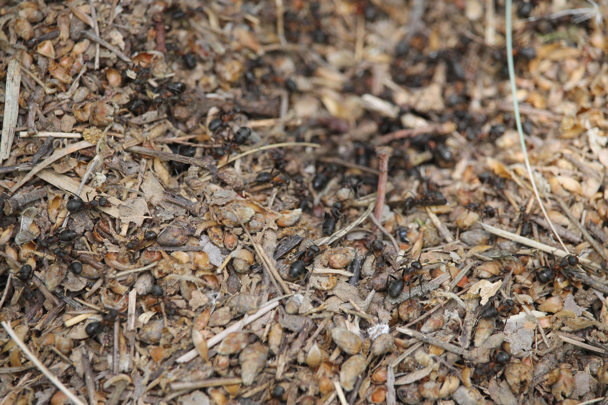 Formica pratensis