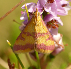 Pyrausta sanguinalis