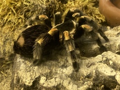 Brachypelma auratum