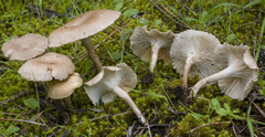 Spodocybe fontqueri