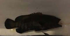 Epinephelidae