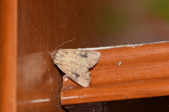 Mythimna languida