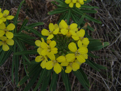 Erysimum insulare