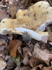 Russula fellea