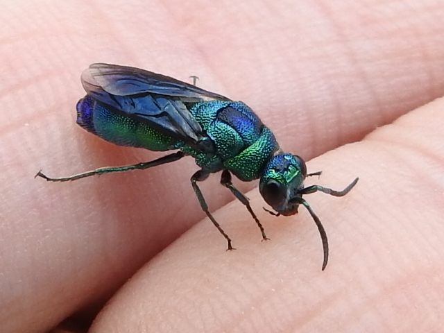 Cuckoo wasp