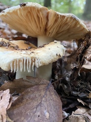 Russula fellea