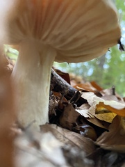 Russula fellea
