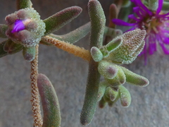 Drosanthemum ambiguum