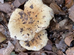 Russula fellea