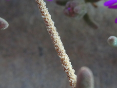 Drosanthemum ambiguum