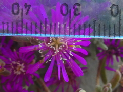 Drosanthemum ambiguum