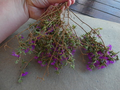 Drosanthemum ambiguum