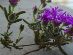 Drosanthemum ambiguum