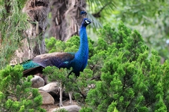 Pavo cristatus × muticus