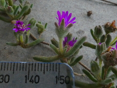 Drosanthemum ambiguum