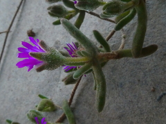 Drosanthemum ambiguum