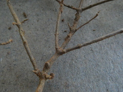 Drosanthemum ambiguum