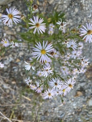 Symphyotrichum greatae