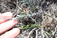 Achyranthemum affine