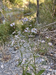 Symphyotrichum greatae