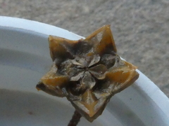 Drosanthemum ambiguum