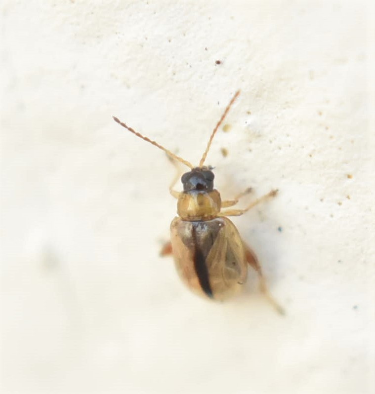 Aphthona nigriceps