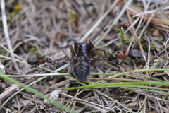 Callobius claustrarius