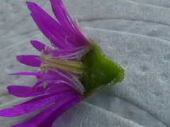 Drosanthemum ambiguum