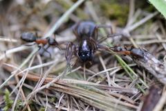Callobius claustrarius