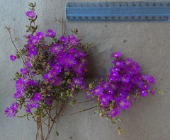 Drosanthemum ambiguum