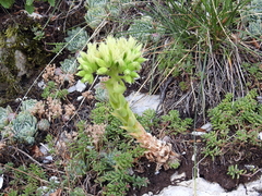 Sempervivum globiferum lagarinianum