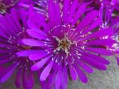 Drosanthemum ambiguum