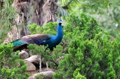 Pavo cristatus × muticus