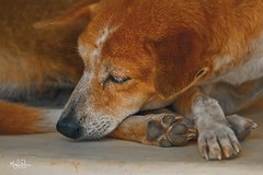Canis familiaris