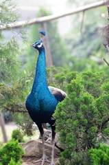 Pavo cristatus × muticus