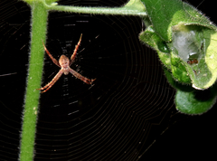 Argiope