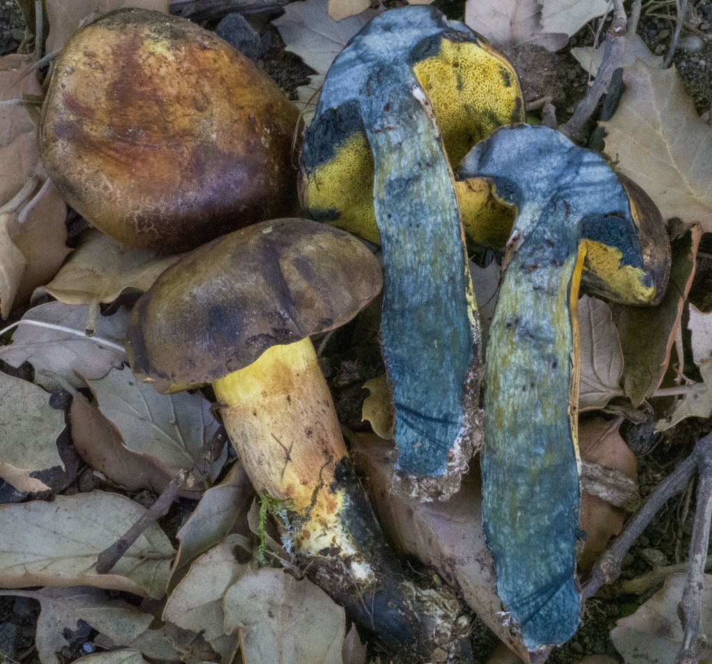 ink stain bolete