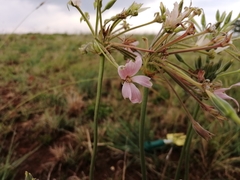 Pelargonium luridum