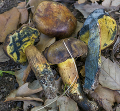 Cyanoboletus