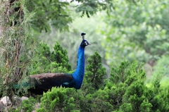 Pavo cristatus × muticus