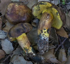 Cyanoboletus